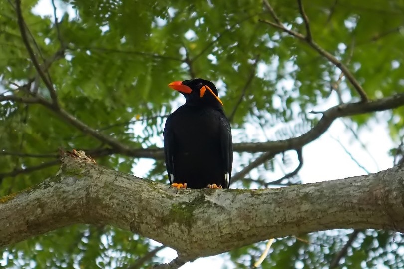 Hill Myna