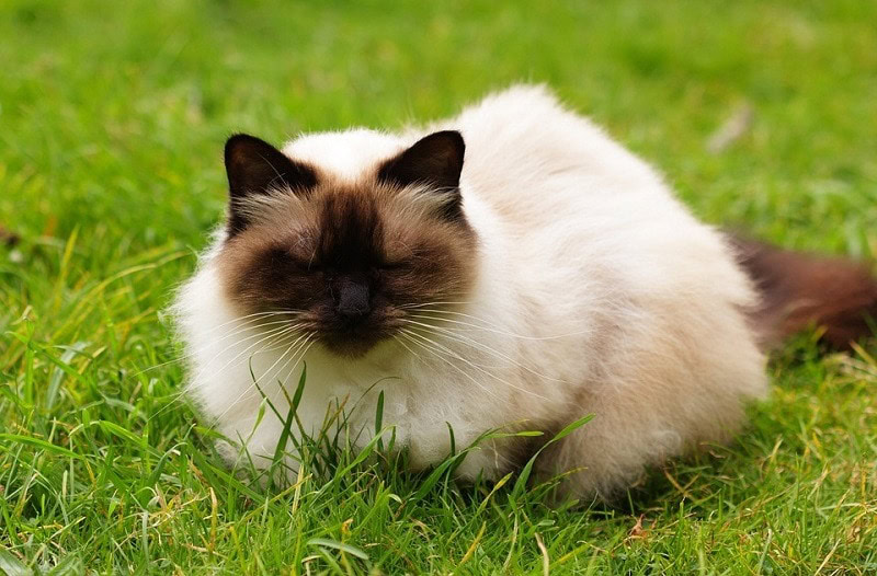 Himalayan Cats
