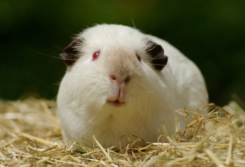 Himalayan Guinea Pig in straw