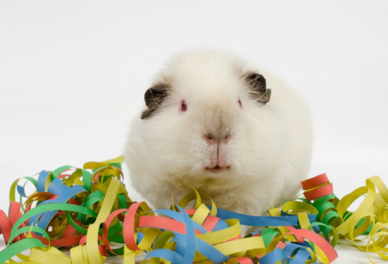 Himalayan Guinea pig playing with confetti