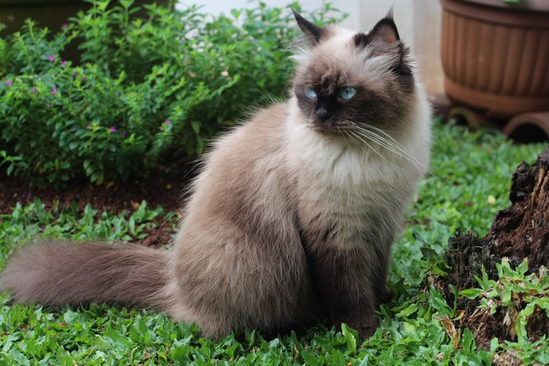 Himalayan cat in the garden