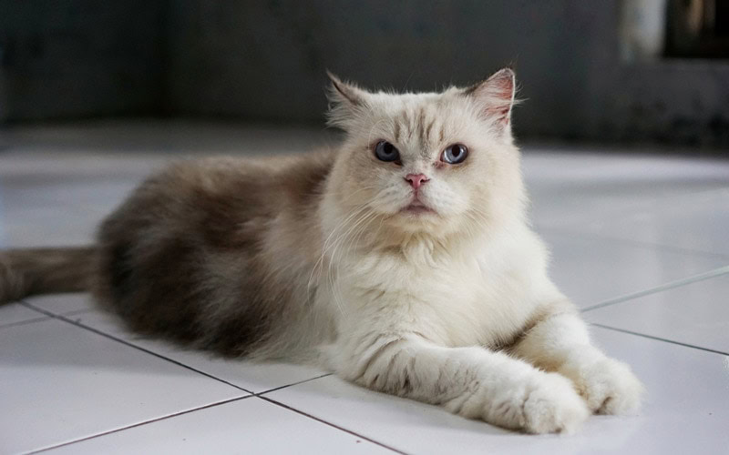 Himalayan cat