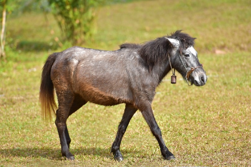 Hinny standing on grass
