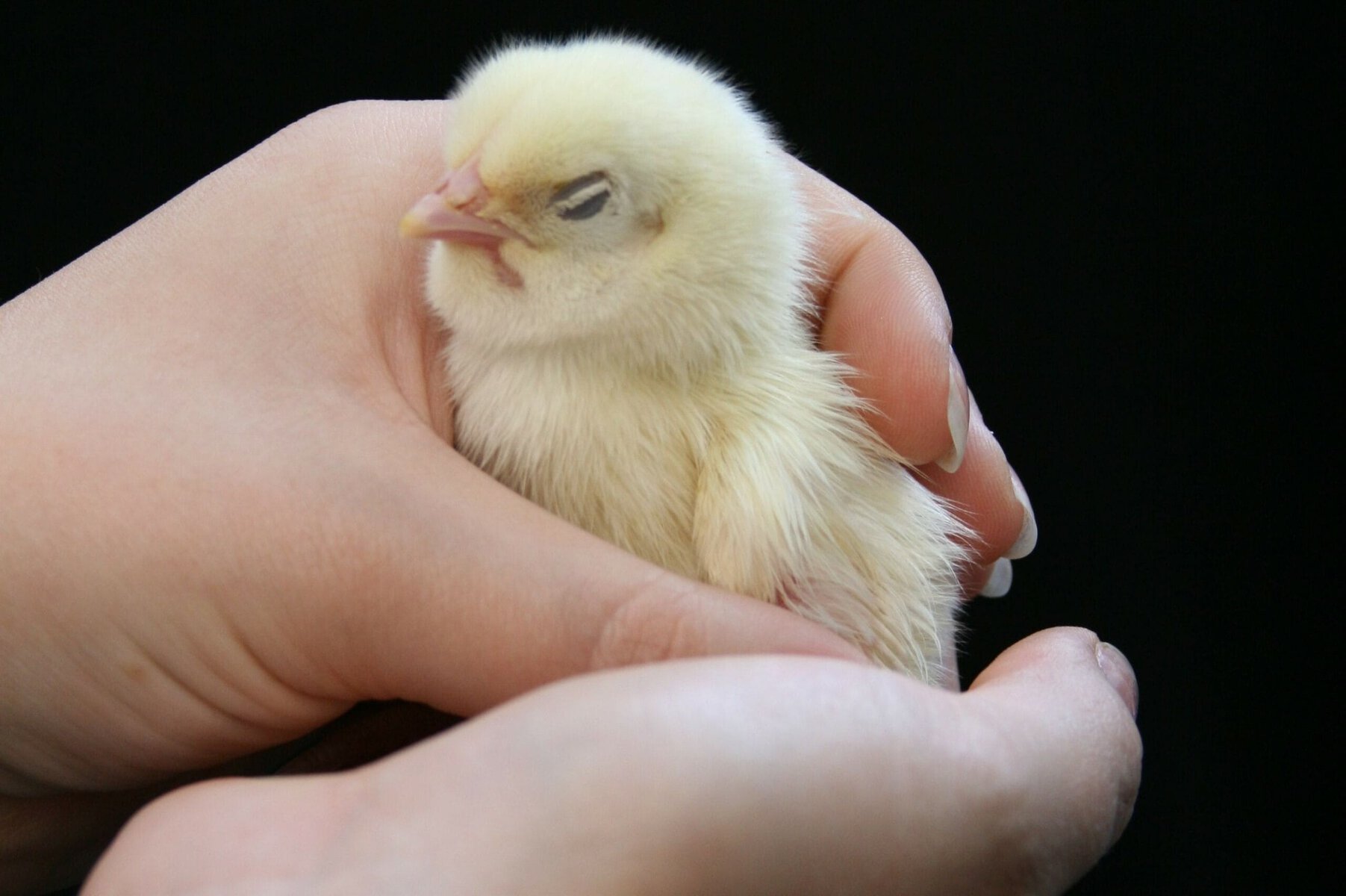 Hold a Bird, Jumpstory