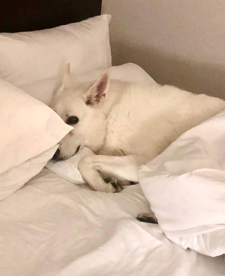 Holiday Inn Express Knoxville Strawberry Plains