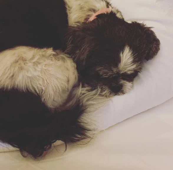 Holiday Inn Knoxville West Cedar Bluff Rd