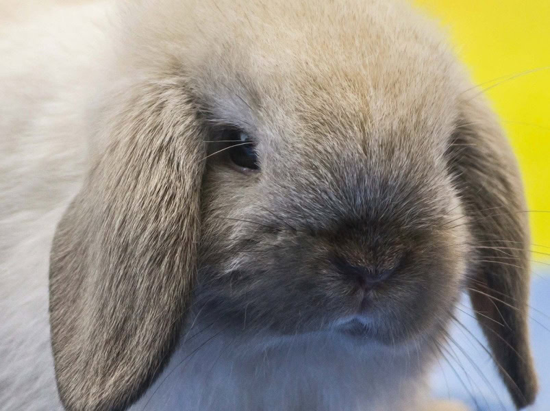 Holland Lop rabbit