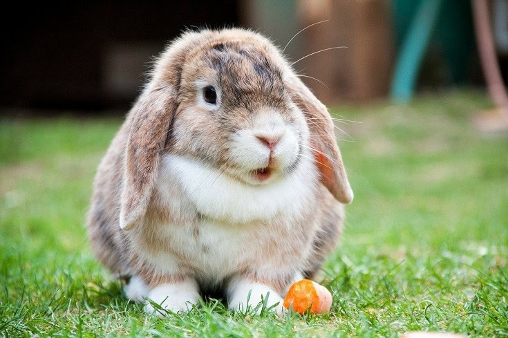 Holland lop