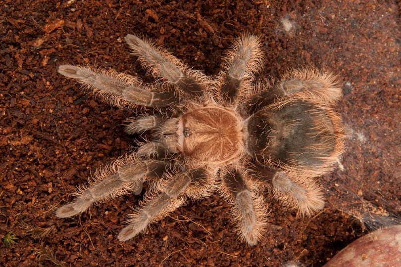 Honduran Curly Hair Tarantula top view
