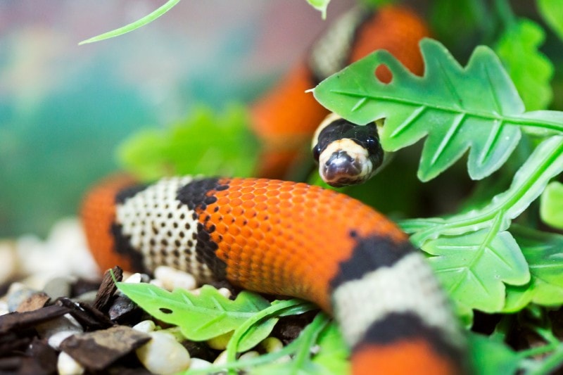 Honduran milk snake inside a tank
