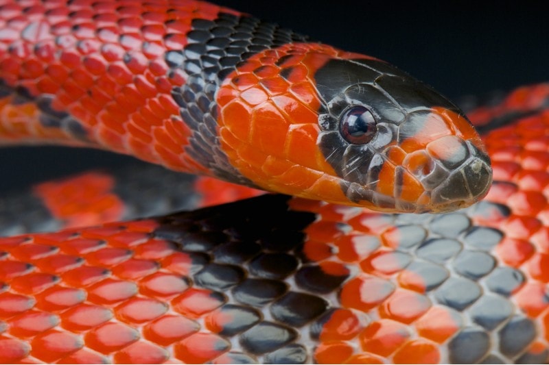 Honduran milk snake
