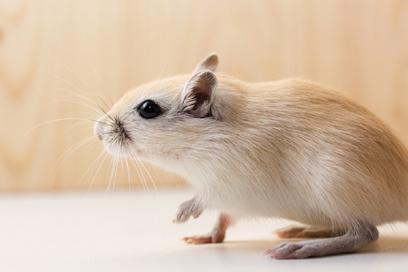 Honey Dark-Eyed Gerbil