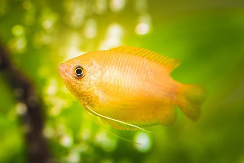 Honey Gourami