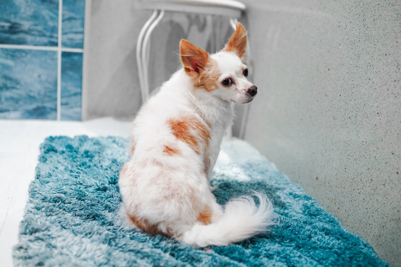 Pet Pleasant Pet Shampoo & Spray Set - lorelei's hair after using the products