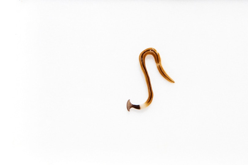 Hookworm on a white scene