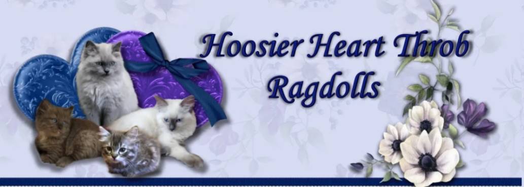 Hoosier Heart Throb Ragdolls Cattery