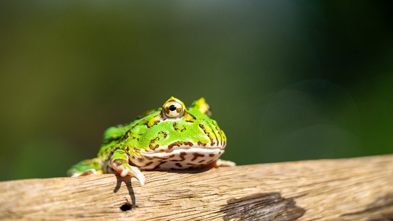 Hornfrog on a log Ceratophrys Canwelli or Pacman frog