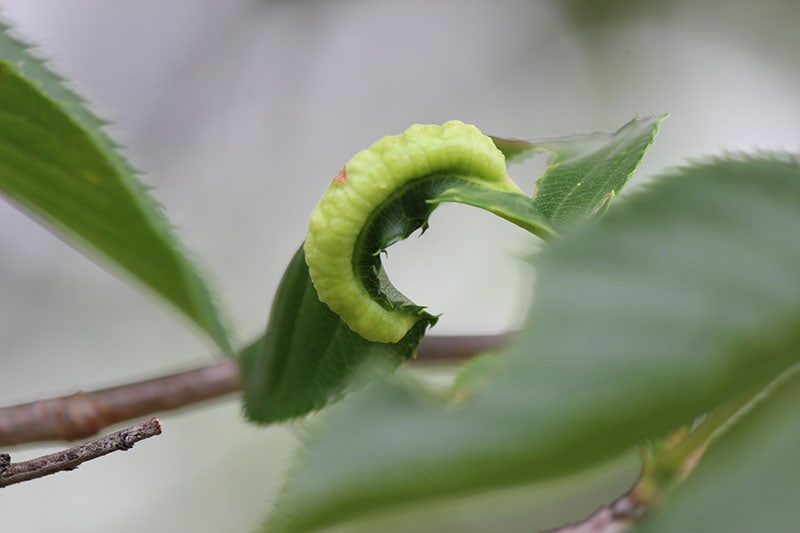 Hornworm
