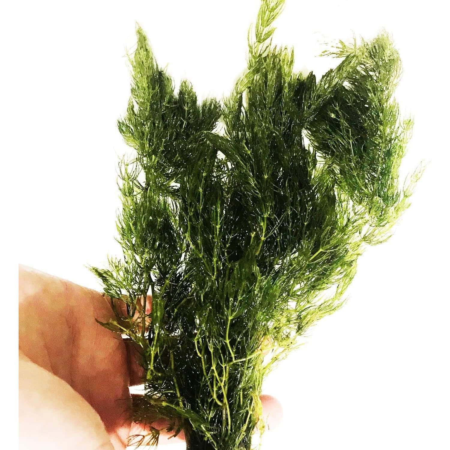 Hornwort Aquarium Plant new