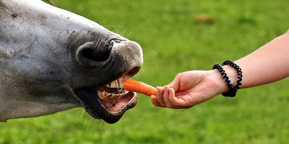 Horse Eating Carrots Up Close