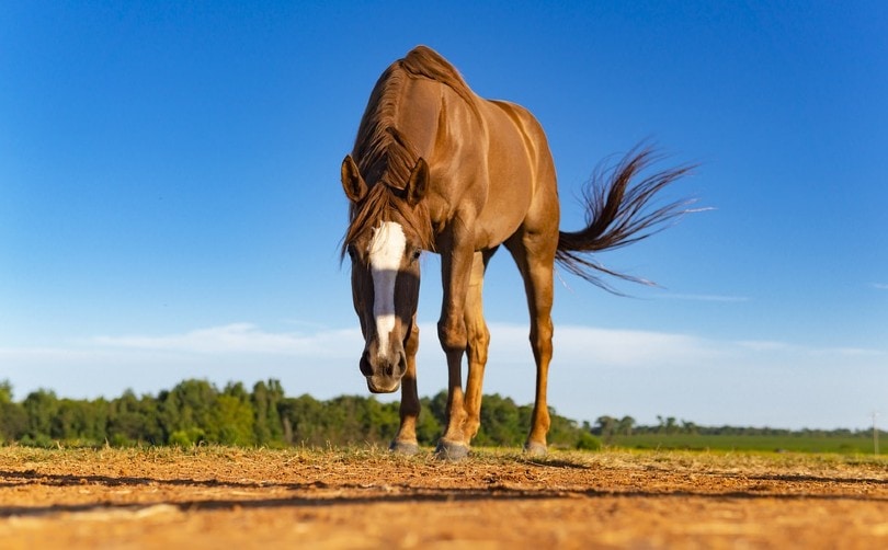 Horse Eating Grass