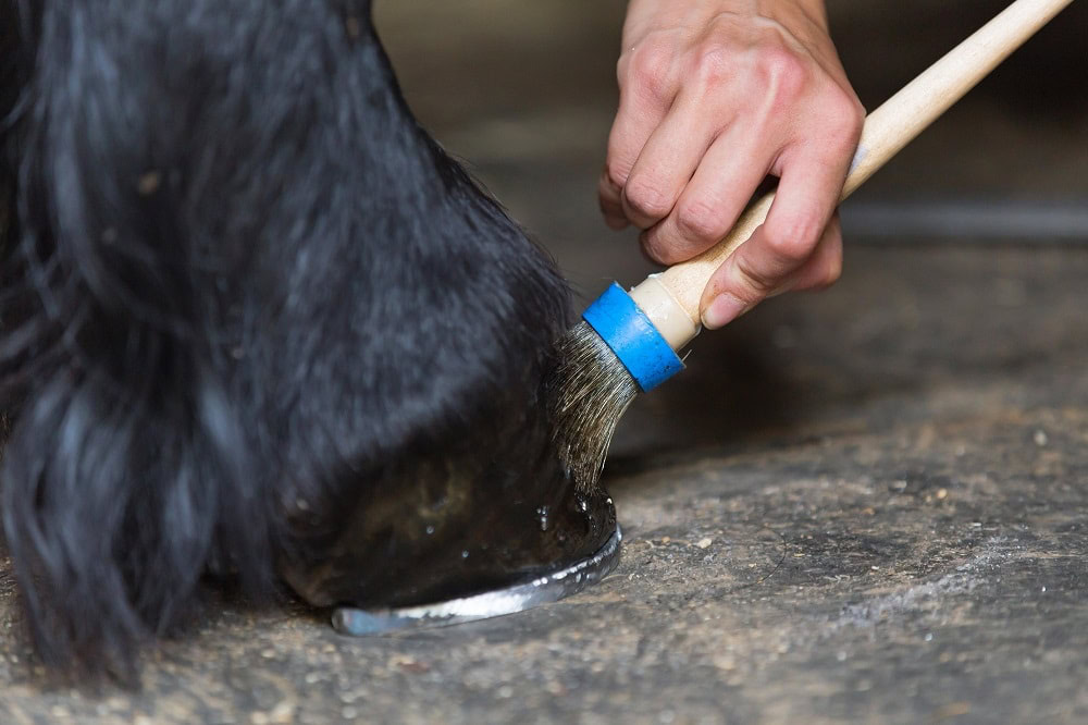 Horse Oil_shutterstock_Osetrik
