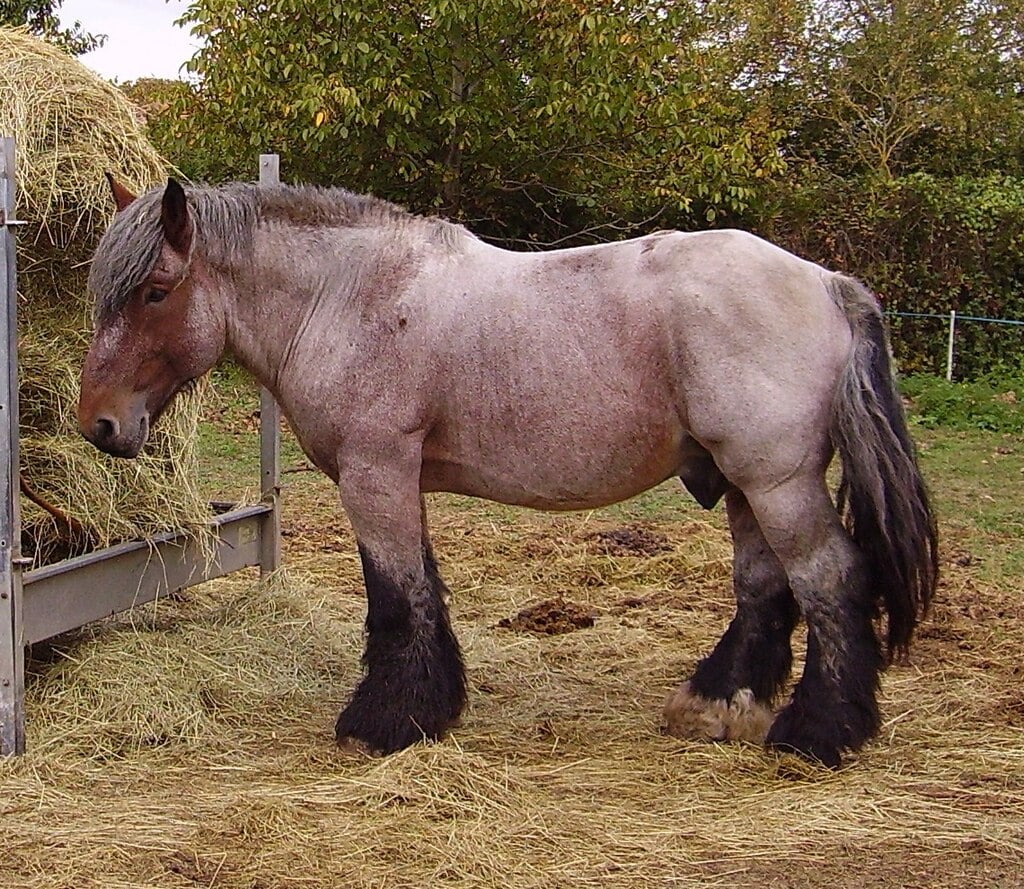 Horse and hay bale Auxios horse