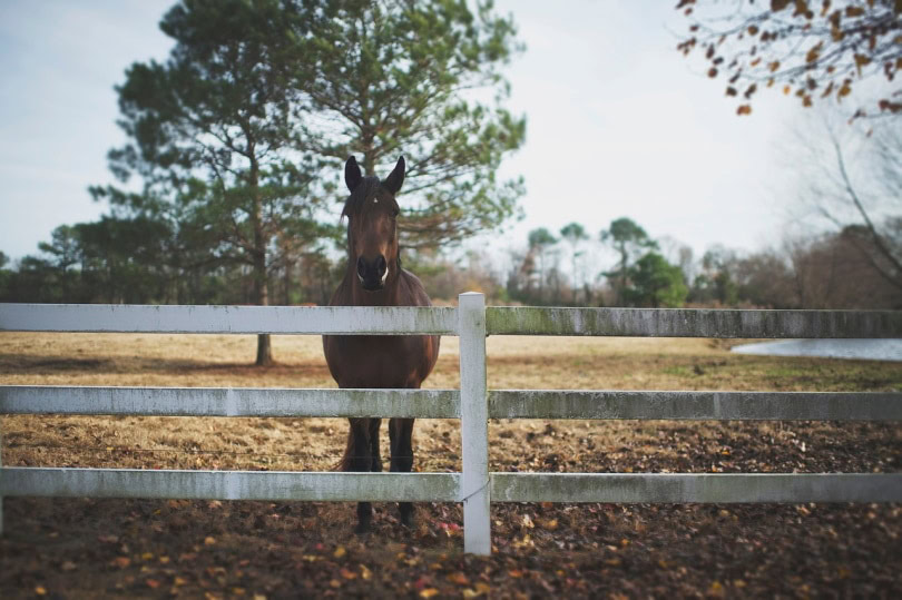 Horse behind a fence