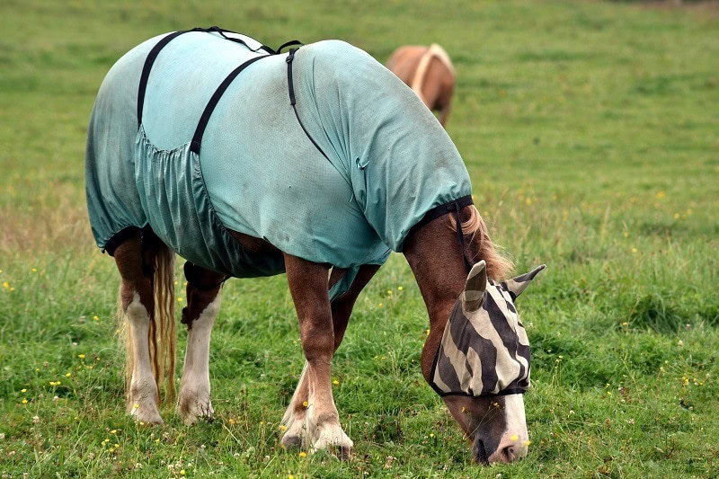 Horse with Blanket