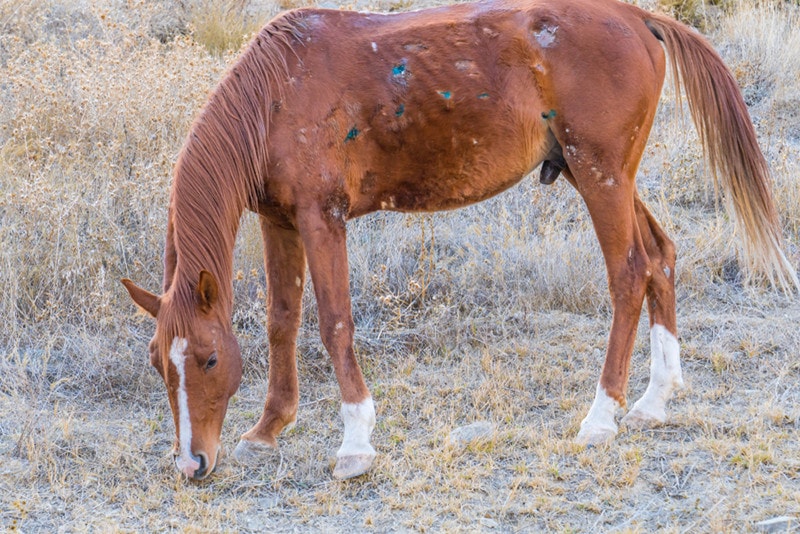 Horse with Dermatophilosis Sick horse