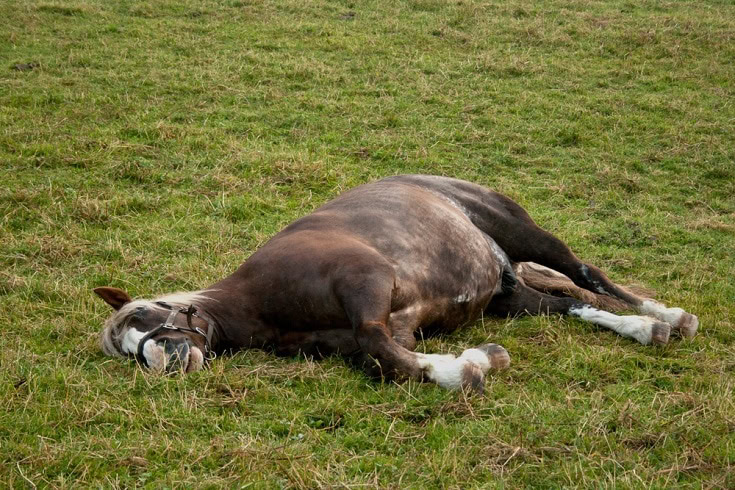 Horse with colic lay down