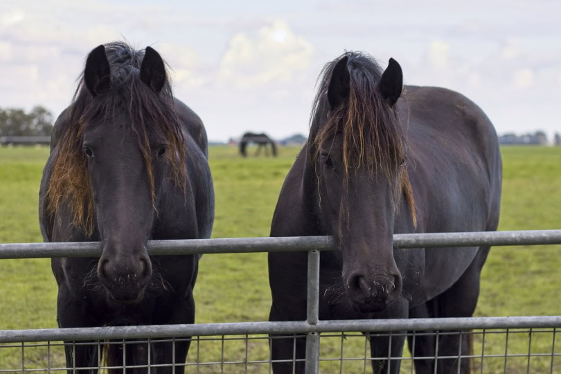 Horses in front of a gate