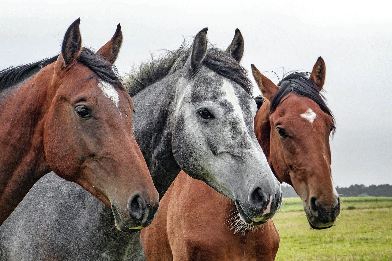 Horses looking at the camera