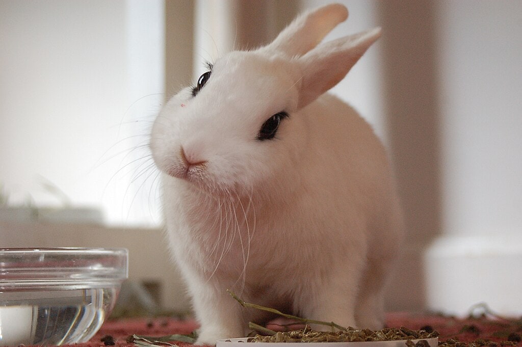 Hotot Rabbit!