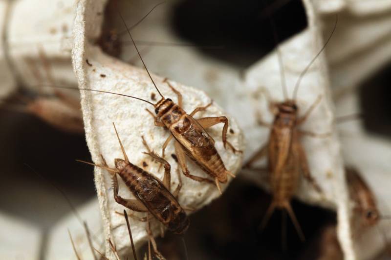 House cricket Acheta domestica on egg pack