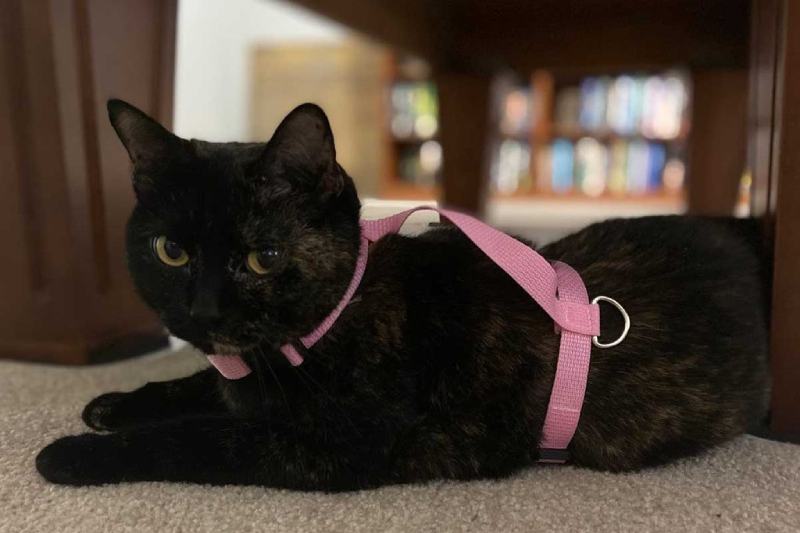 How to Make a Cat Harness