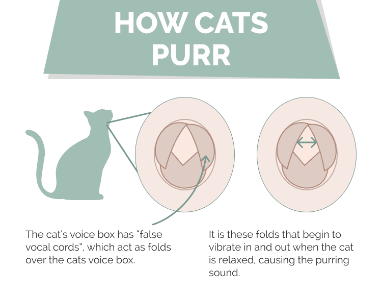 How do Cat Purr, voice box anatomy