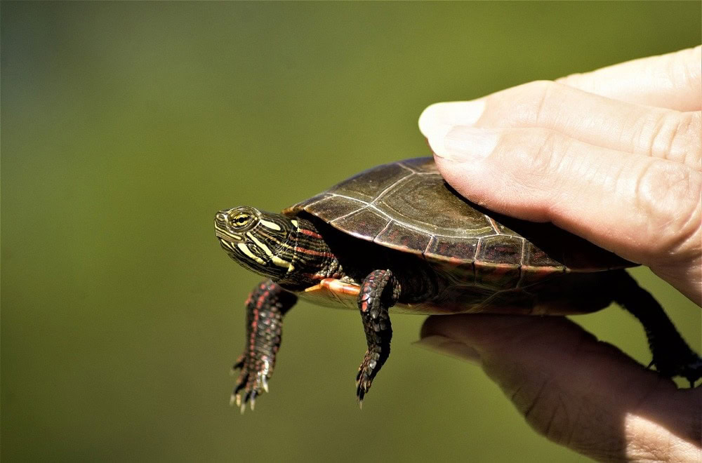 Human holding a Painted Turtle