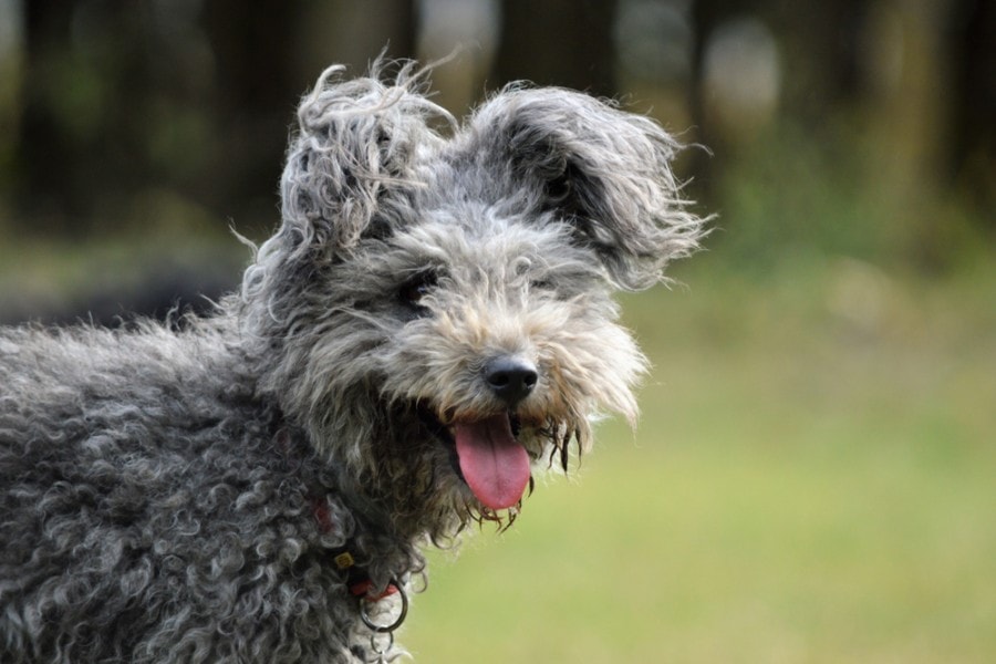 Hungarian Dog Breed Pumi