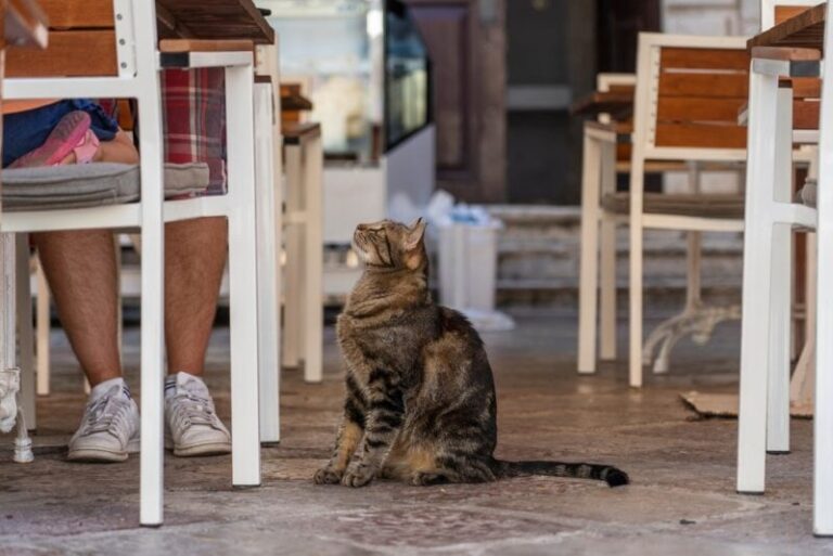 How to Stop Your Cat Begging for Food – 10 Tips That Work | The Vet Desk