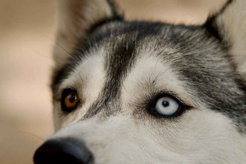Husky dog with different eye color
