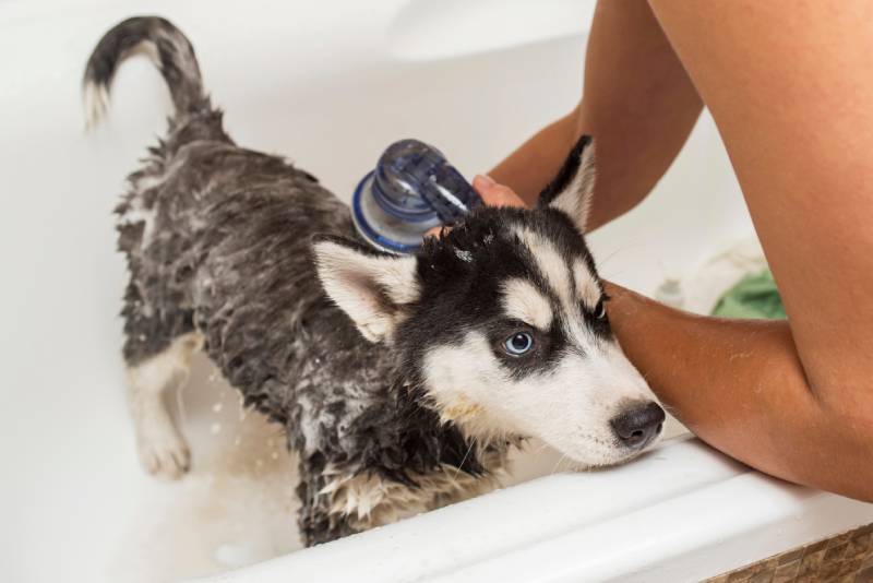 Husky puppy in the washing process with water and shampoo
