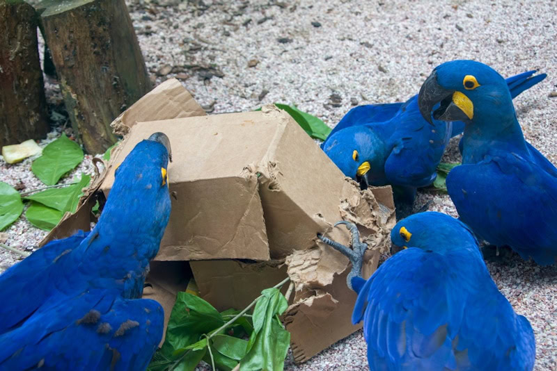 Hyacinth Macaw foraging for food