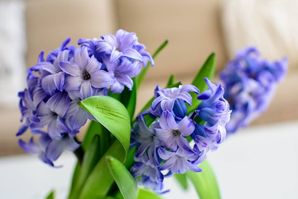 Hyacinth flower