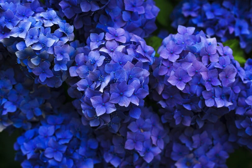 Hydrangeas close up shot