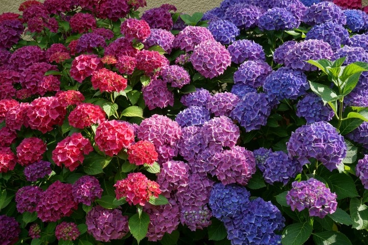 colorful Hydrangeas, toxic to dogs and cats