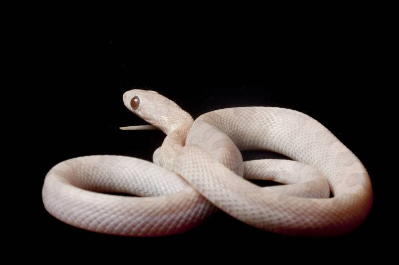 Hypomelanistic lavender corn snake