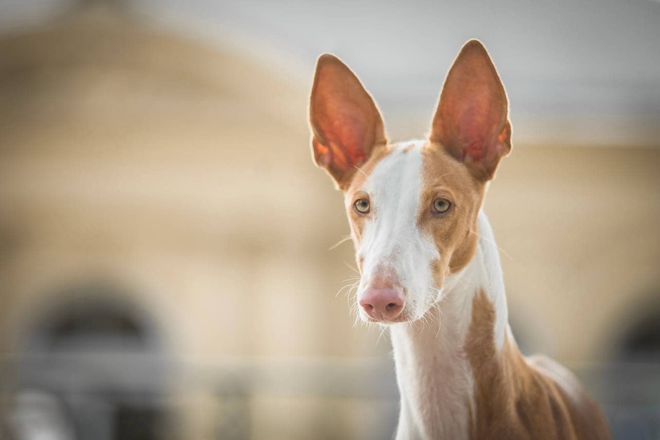 Ibizan Hound close up_Nik174_Shutterstock