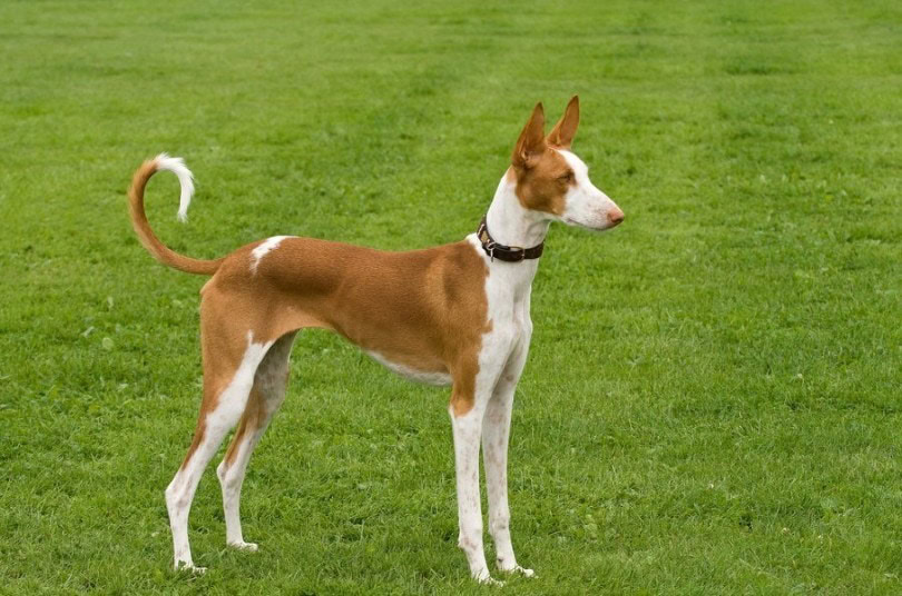 Ibizan Hound