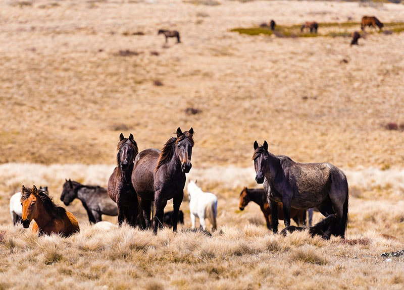 Iconic wild horses live free in Australian alps for almost 200 years in Kosciuszko National Park